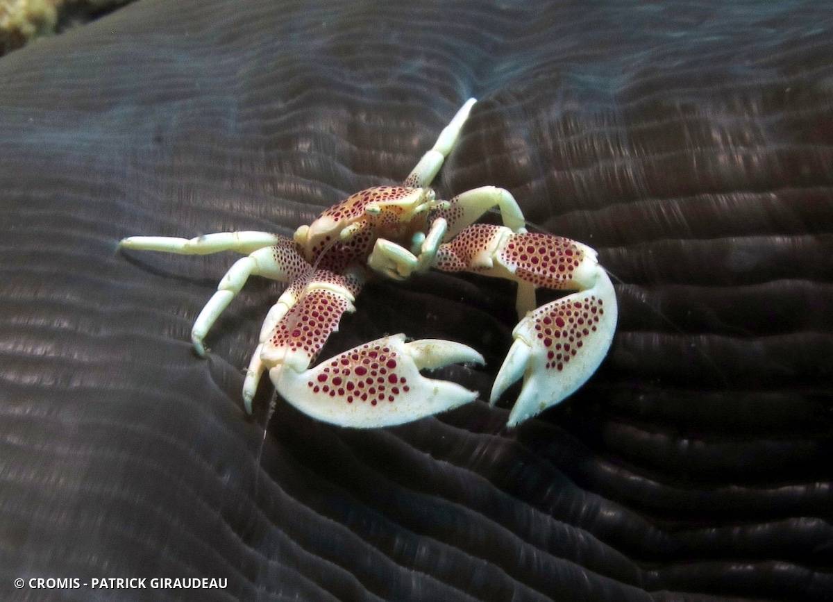 Crabe porcelaine