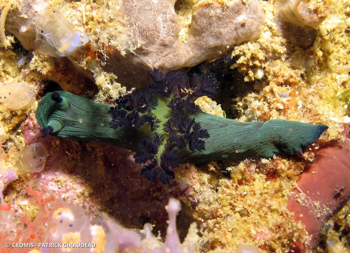 Nembrotha de Miller