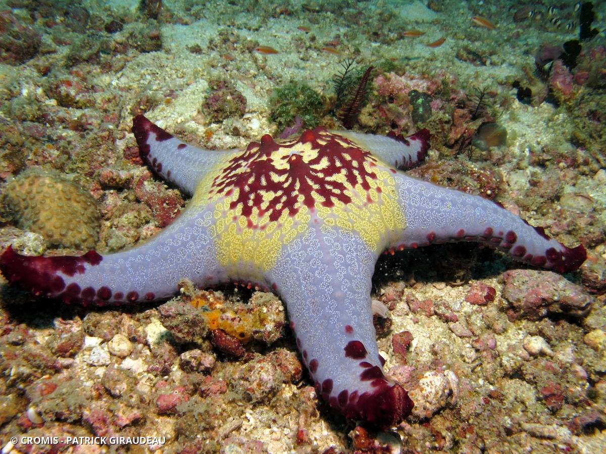 Etoile de mer à cornes du Pacifique