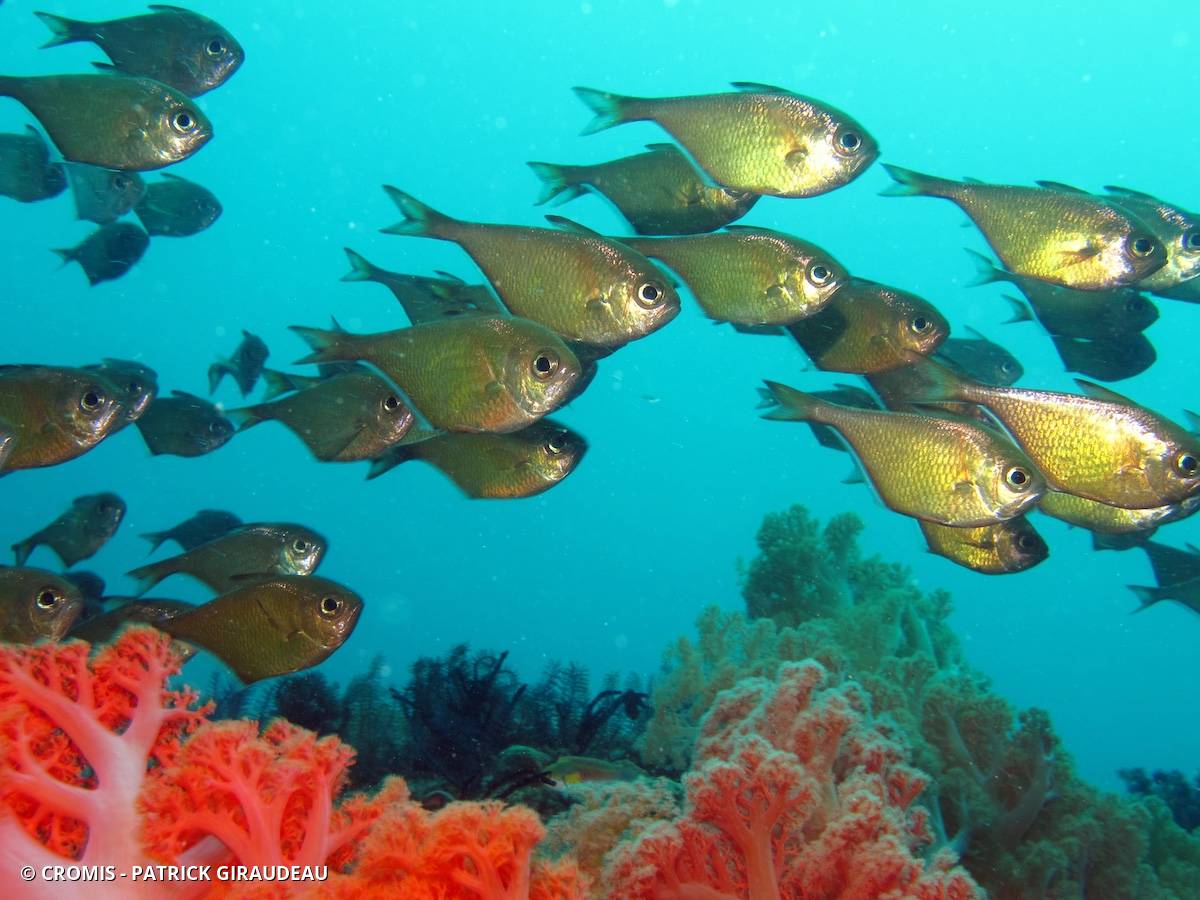 Poisson-hachette argenté