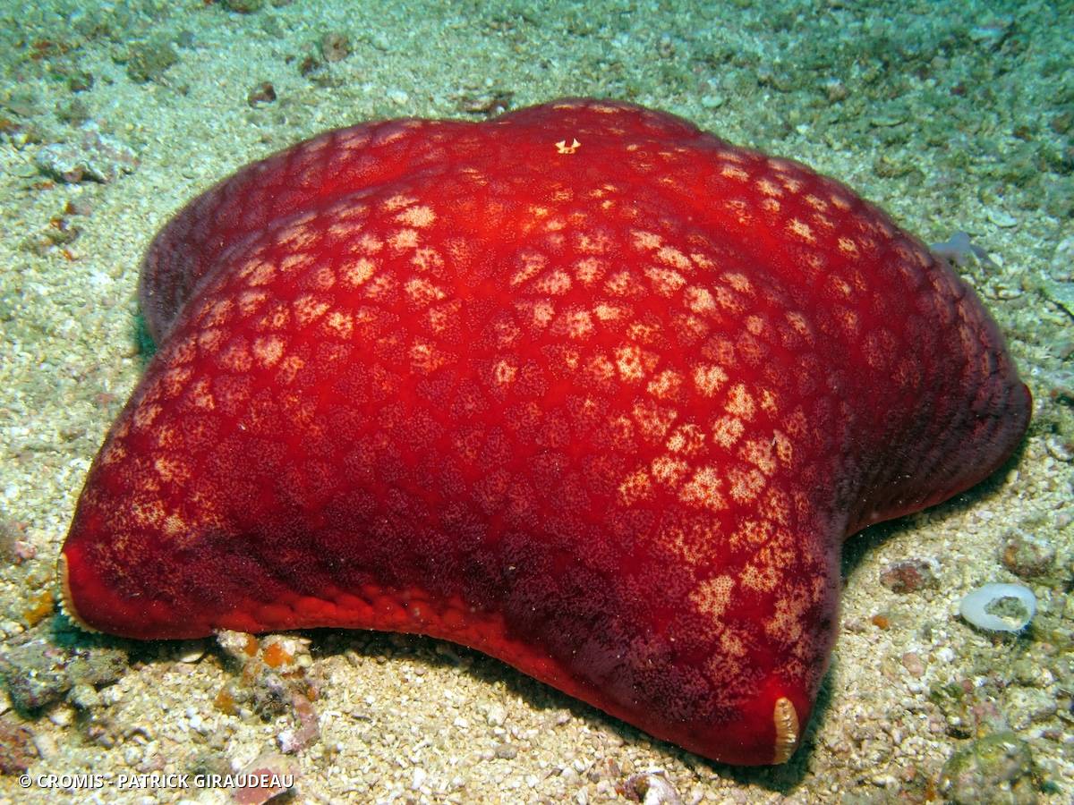 Etoile coussin