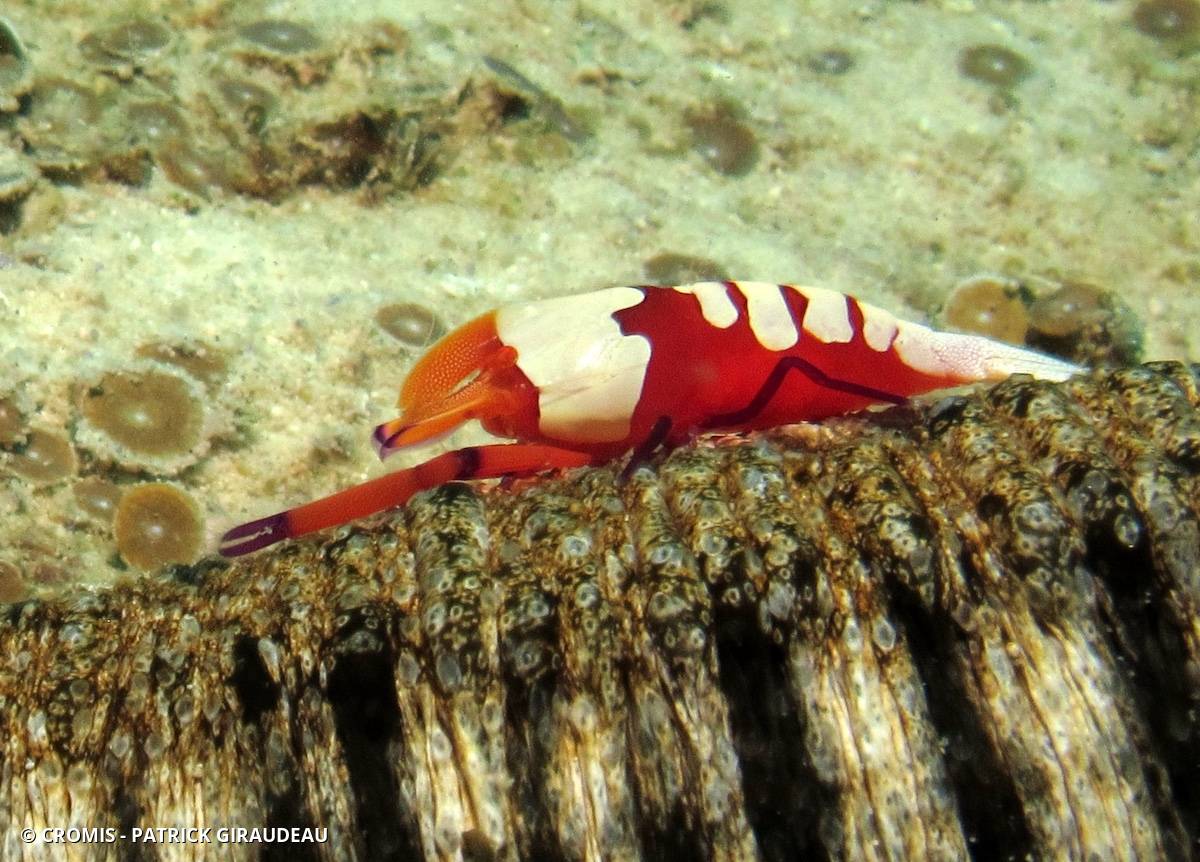 Crevette nettoyeuse impériale