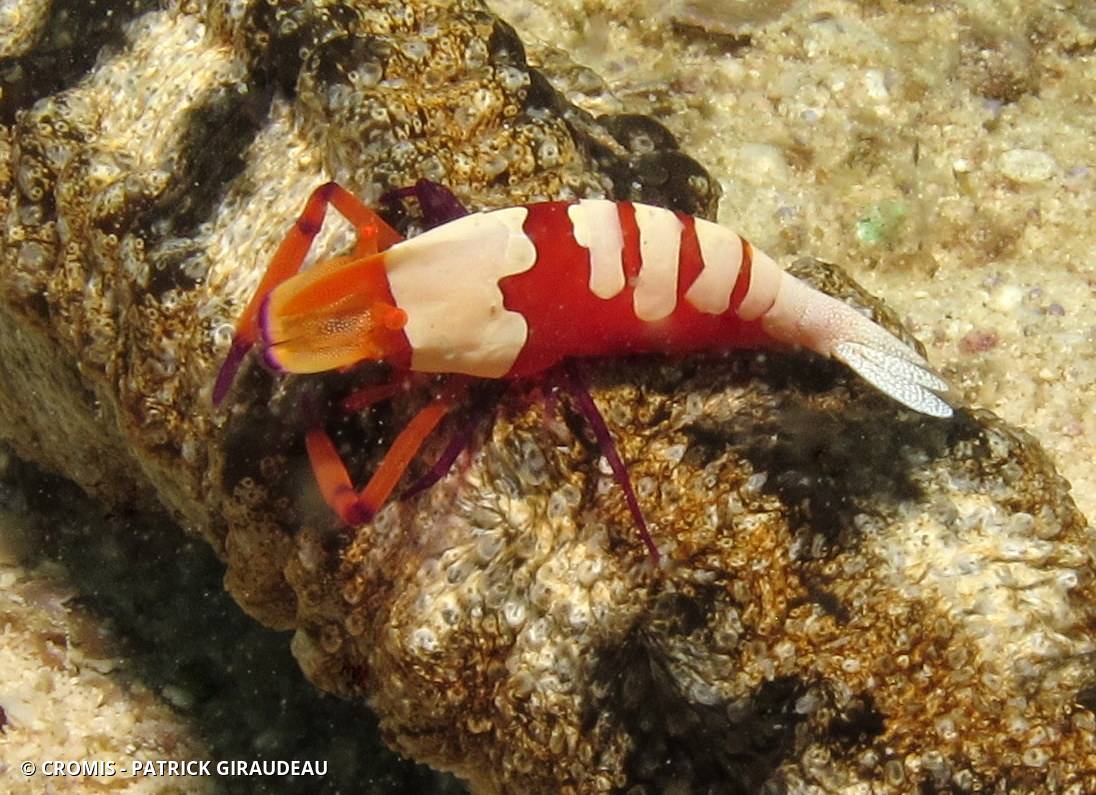 Crevette nettoyeuse impériale