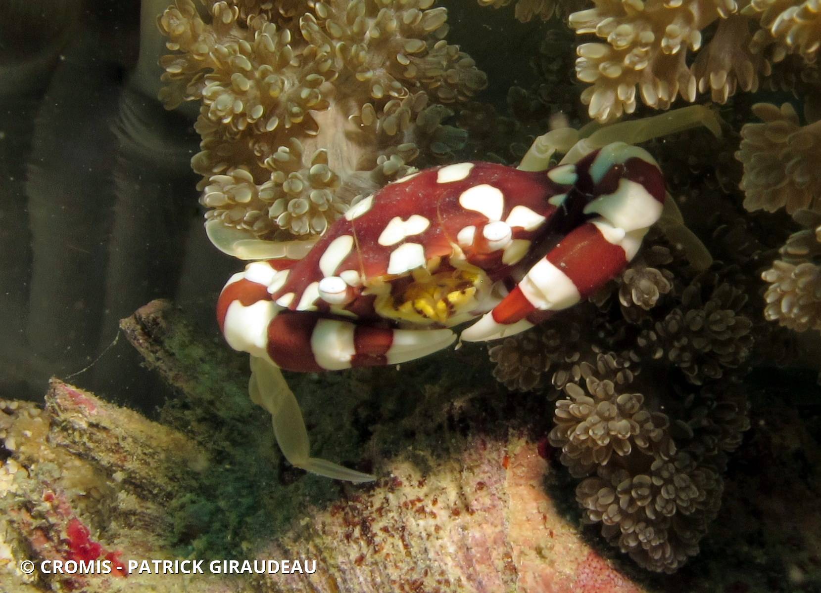 Crabe arlequin