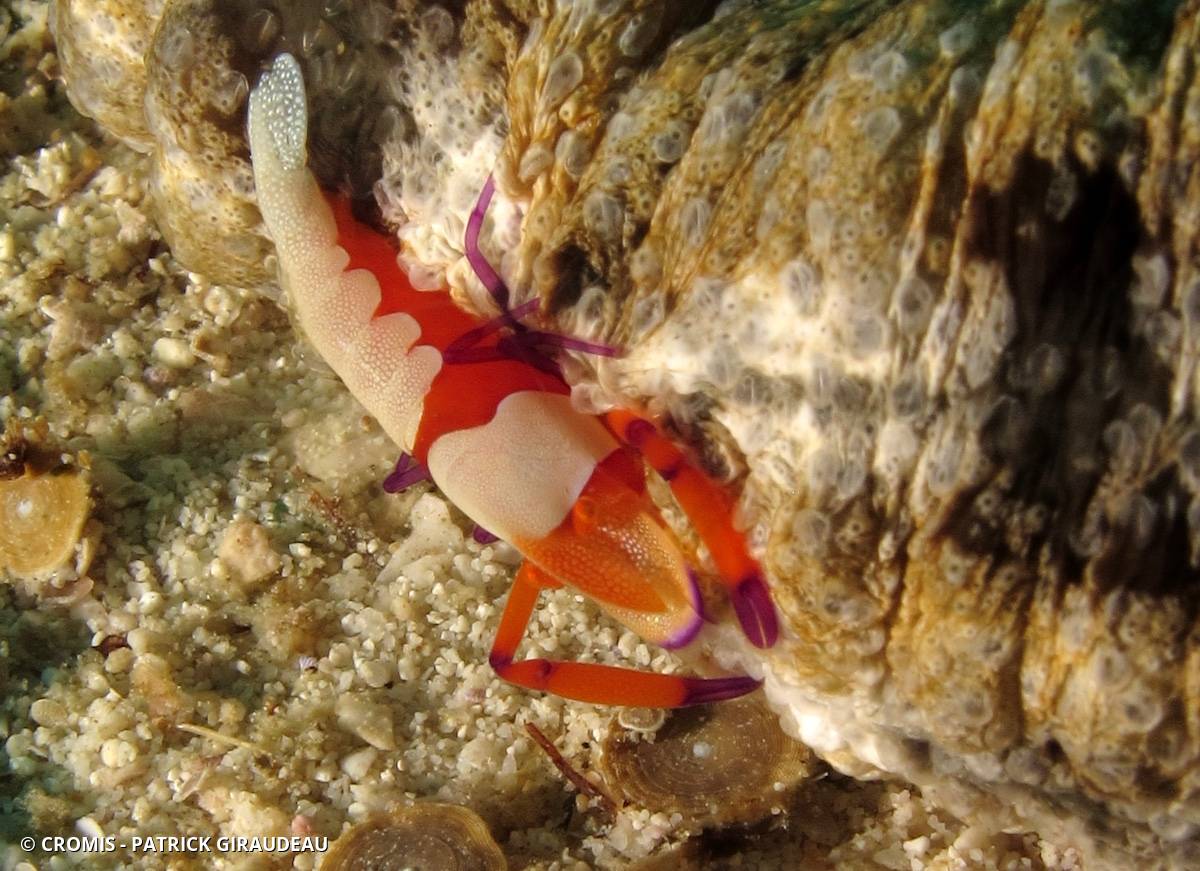 Crevette nettoyeuse impériale
