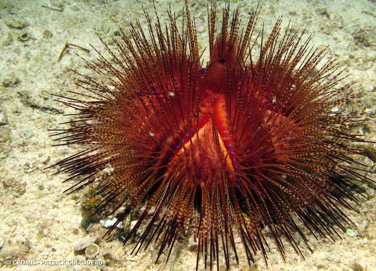 Oursin rouge