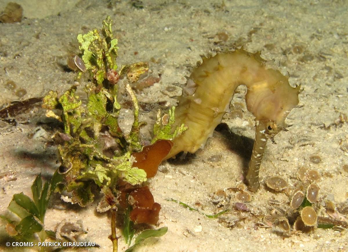 Hippocampe hérissé