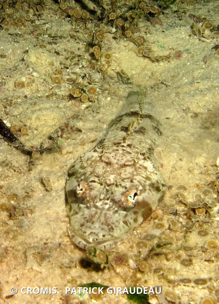 Poisson-crocodile