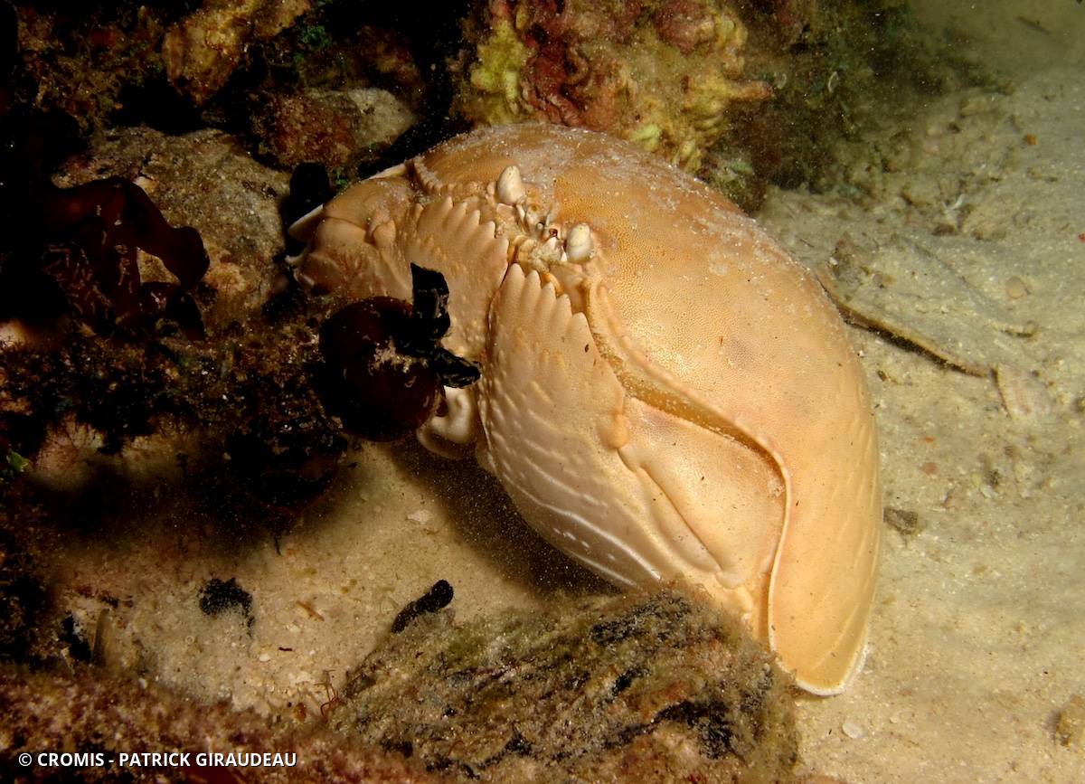 Crabe honteux géant