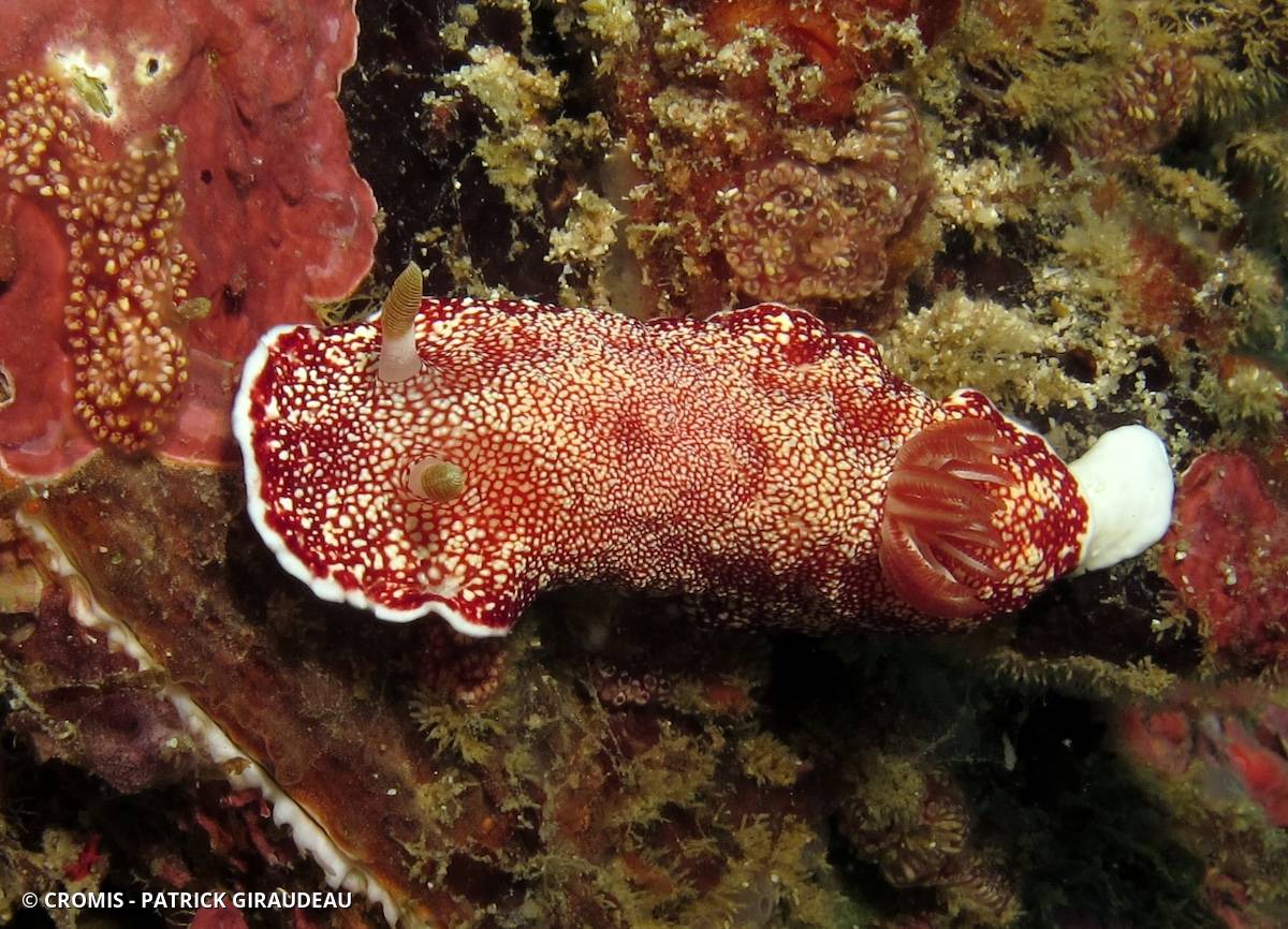 Chromodoris réticulée