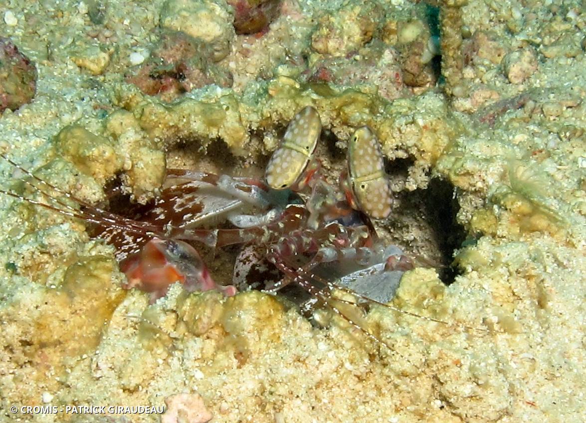 Squille maculée