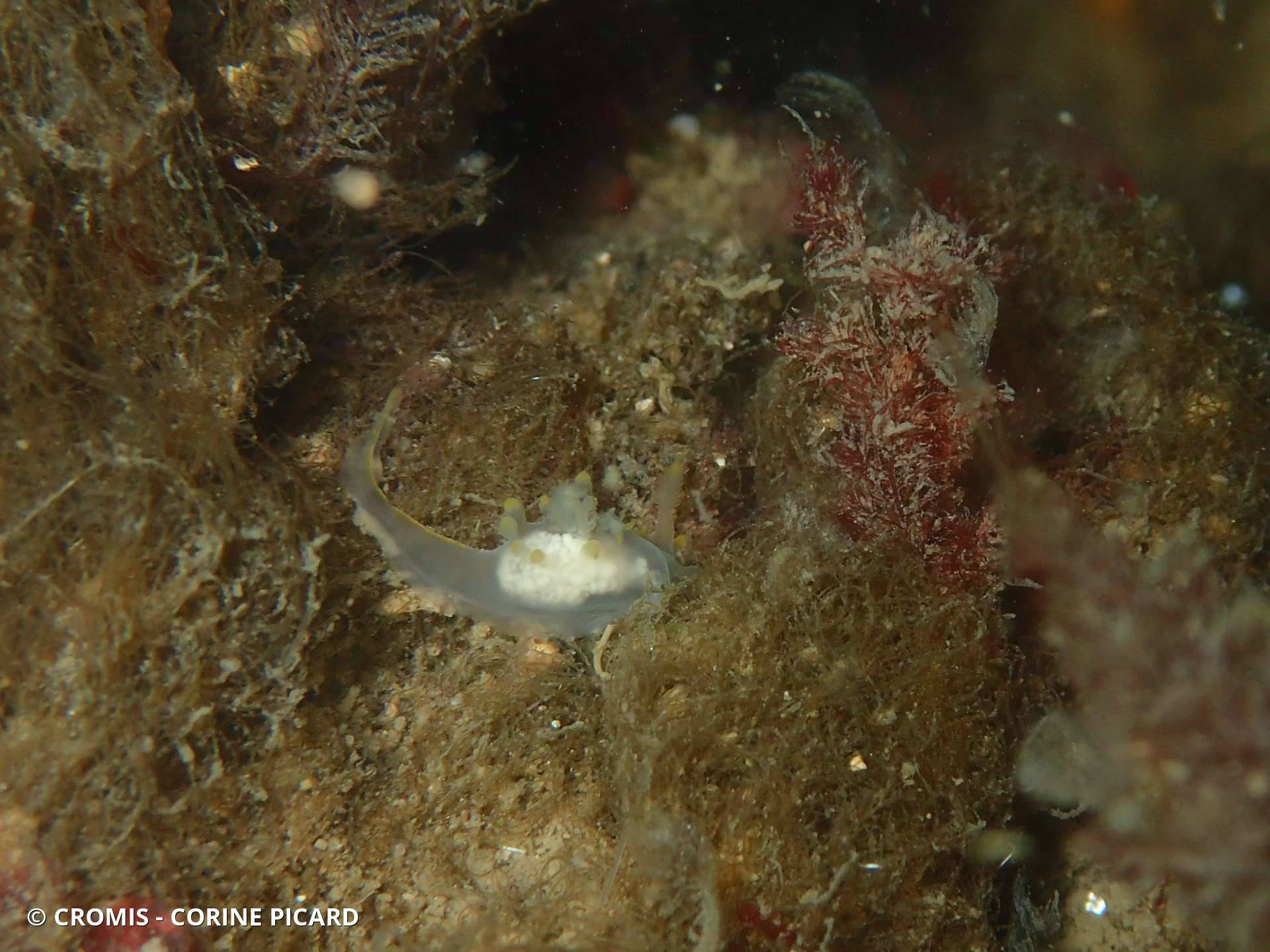Polycère bossue
