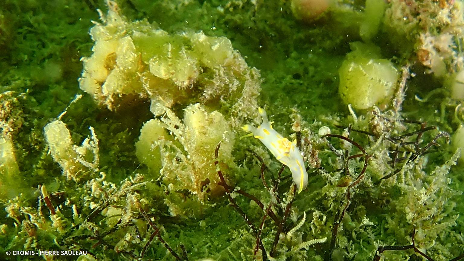 Polycère à quatre lignes
