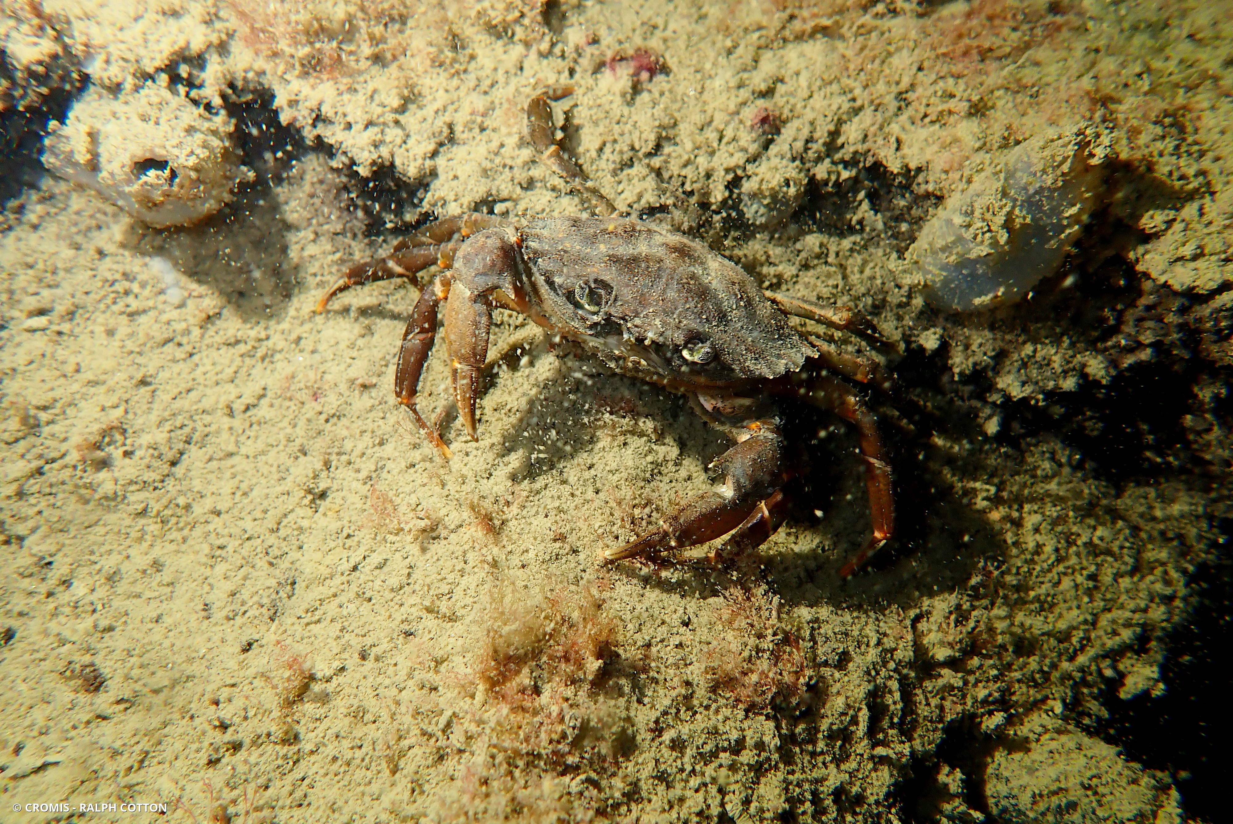 Crabe vert