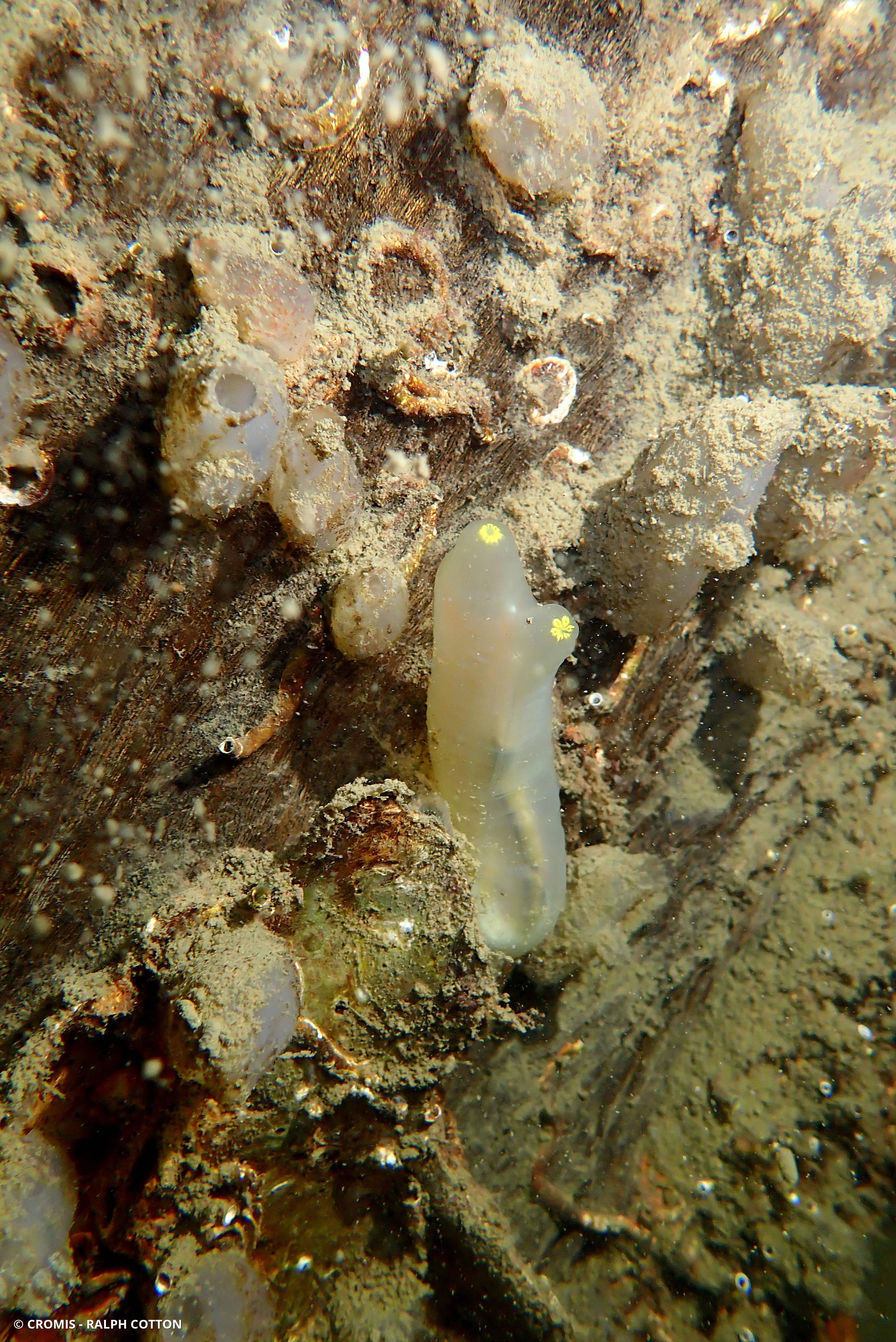 Cione intestinale