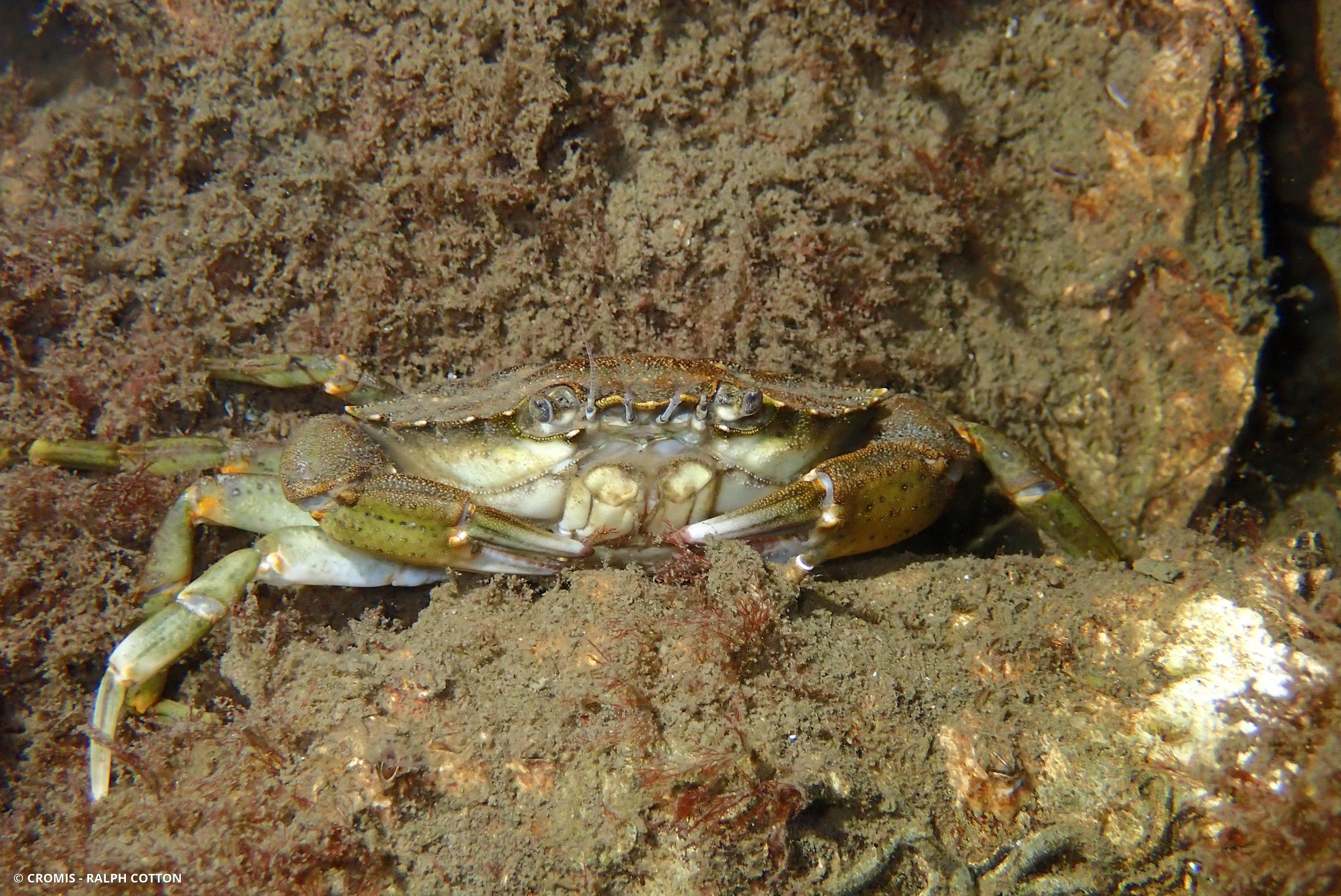 Crabe vert
