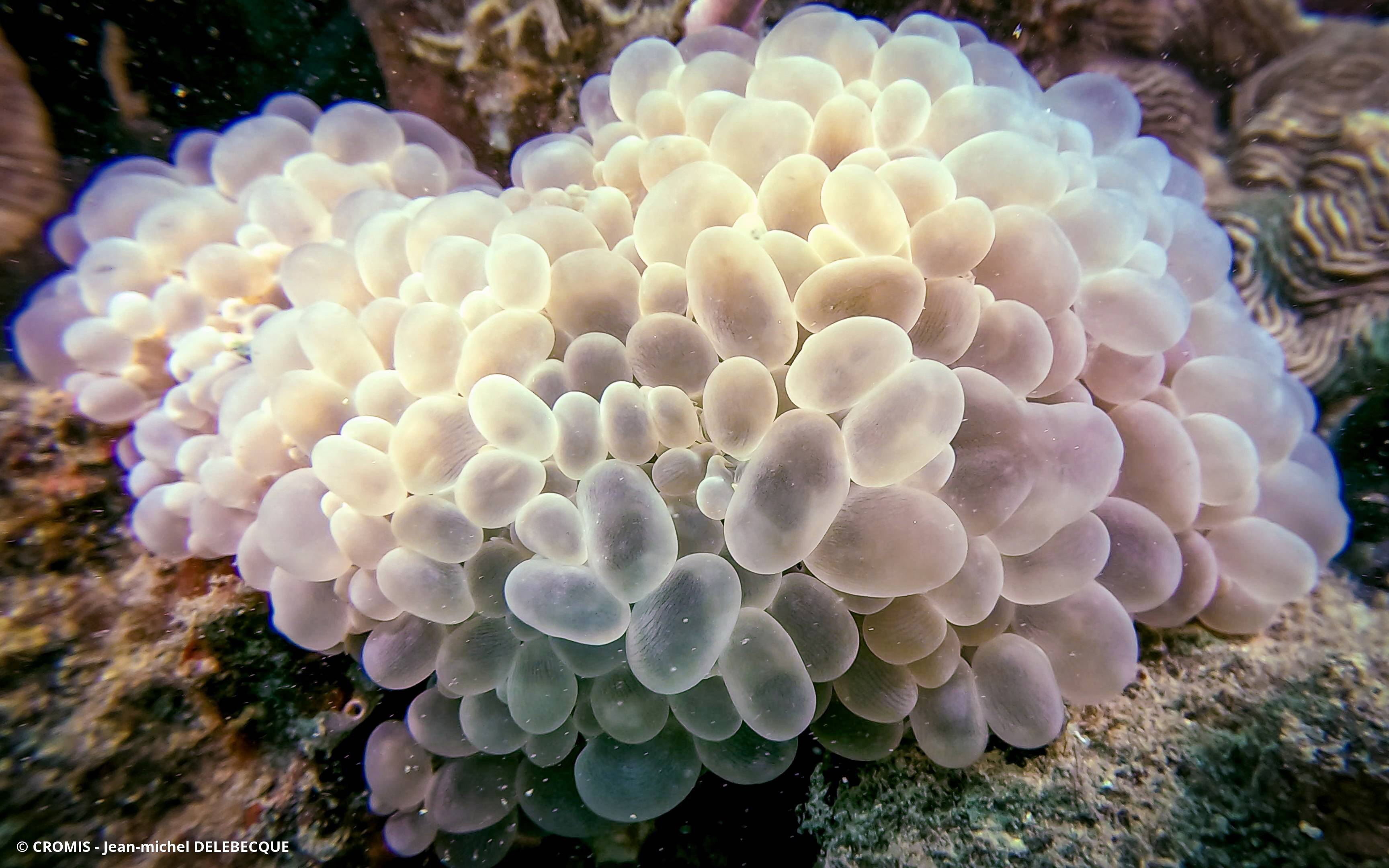 Corail à bulles