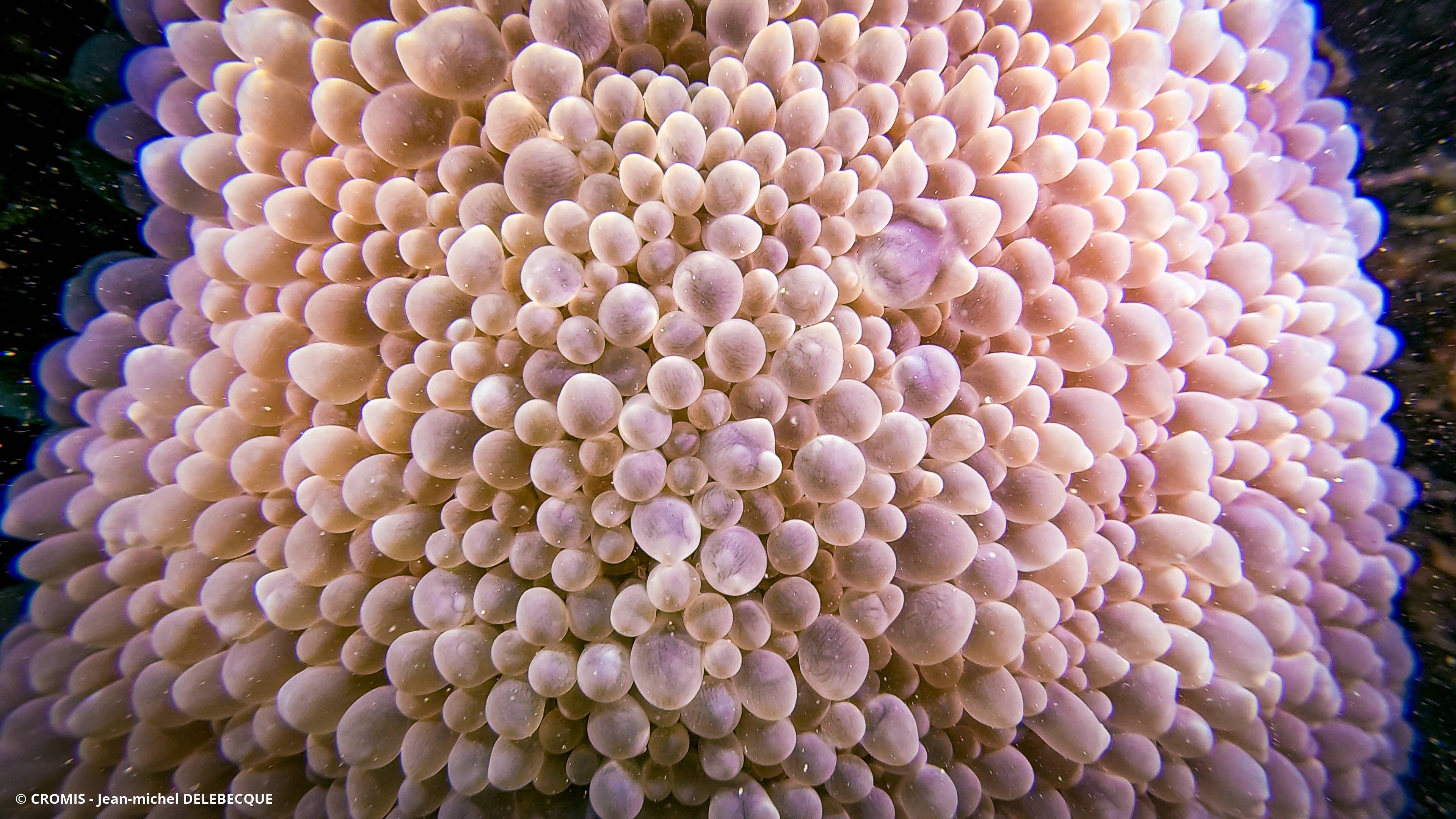 Corail à bulles
