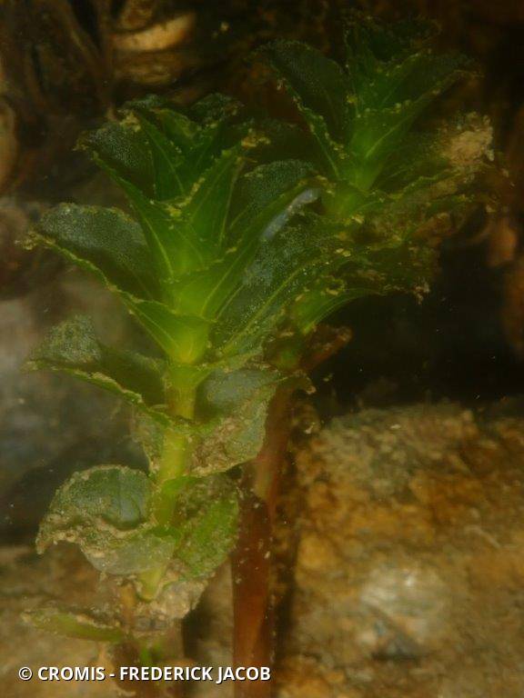 Potamot perfolié