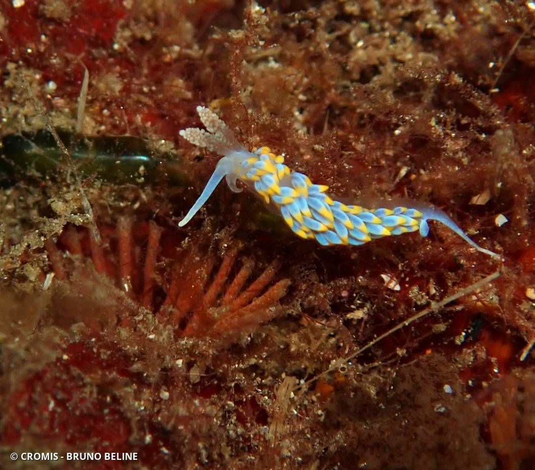 Cuthona bleue