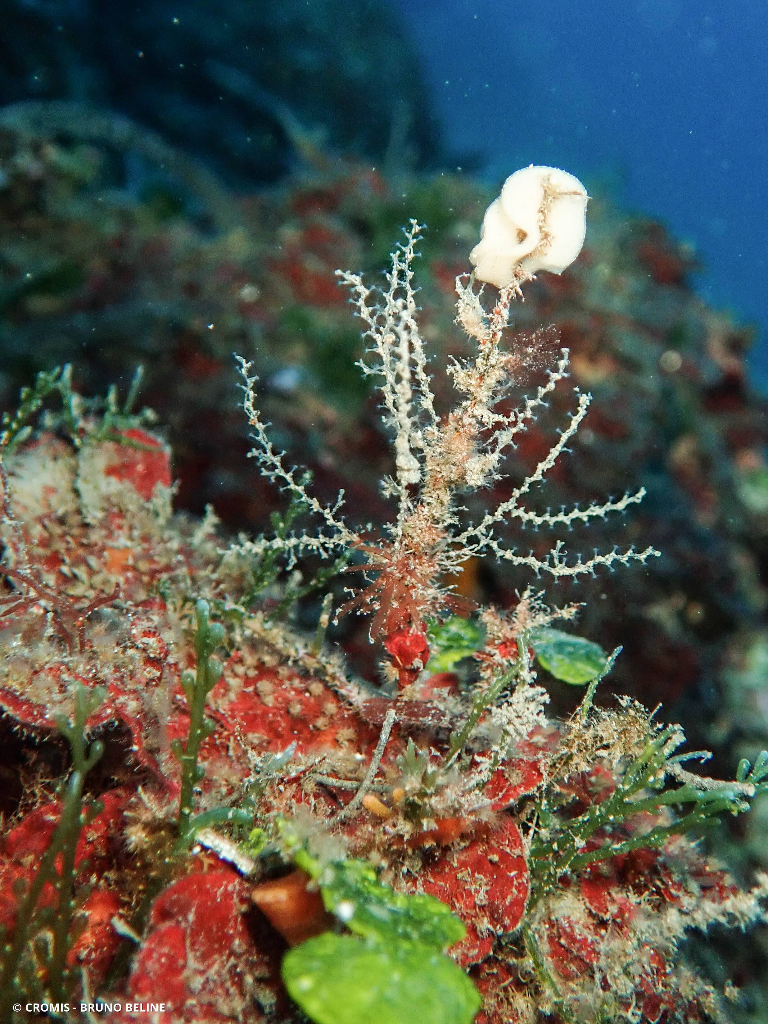 Caulerpe cylindracée