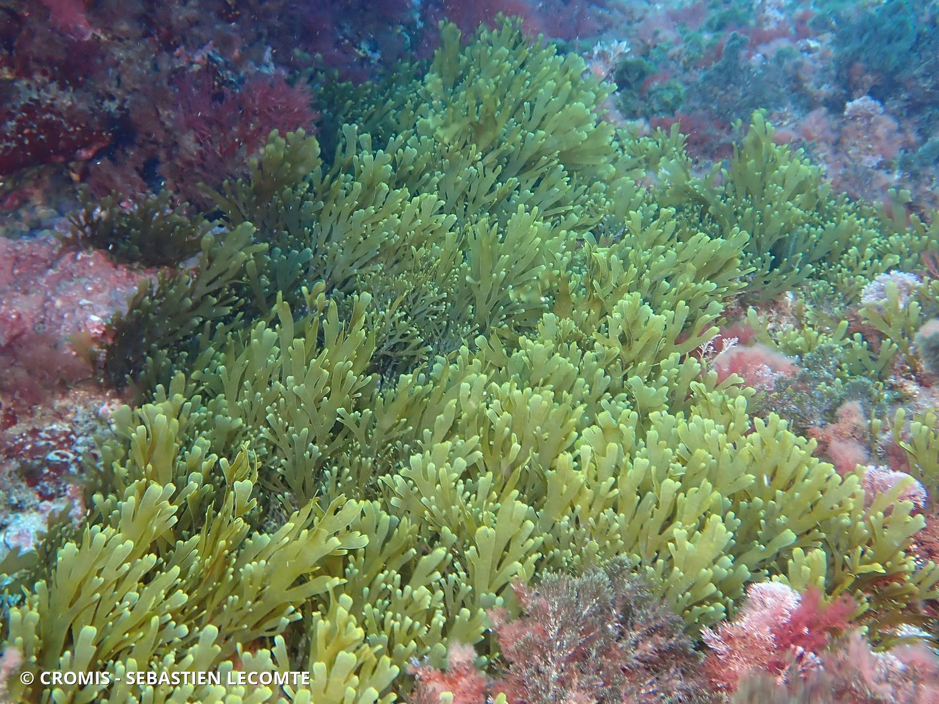 Dictyote d'Okamura