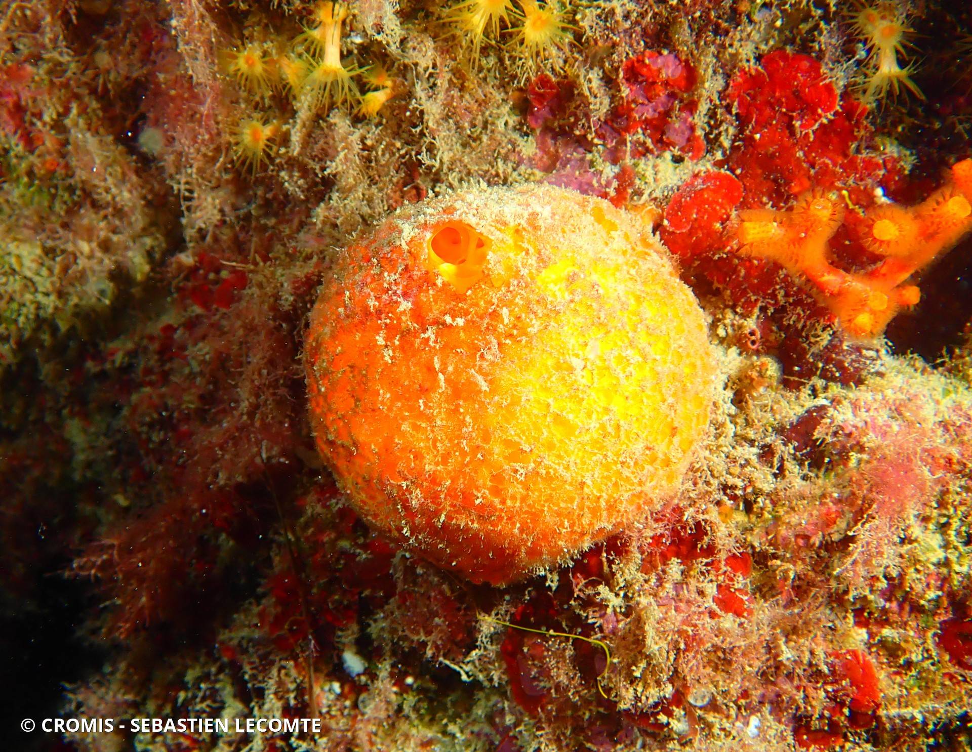 Orange de mer de Méditerranée