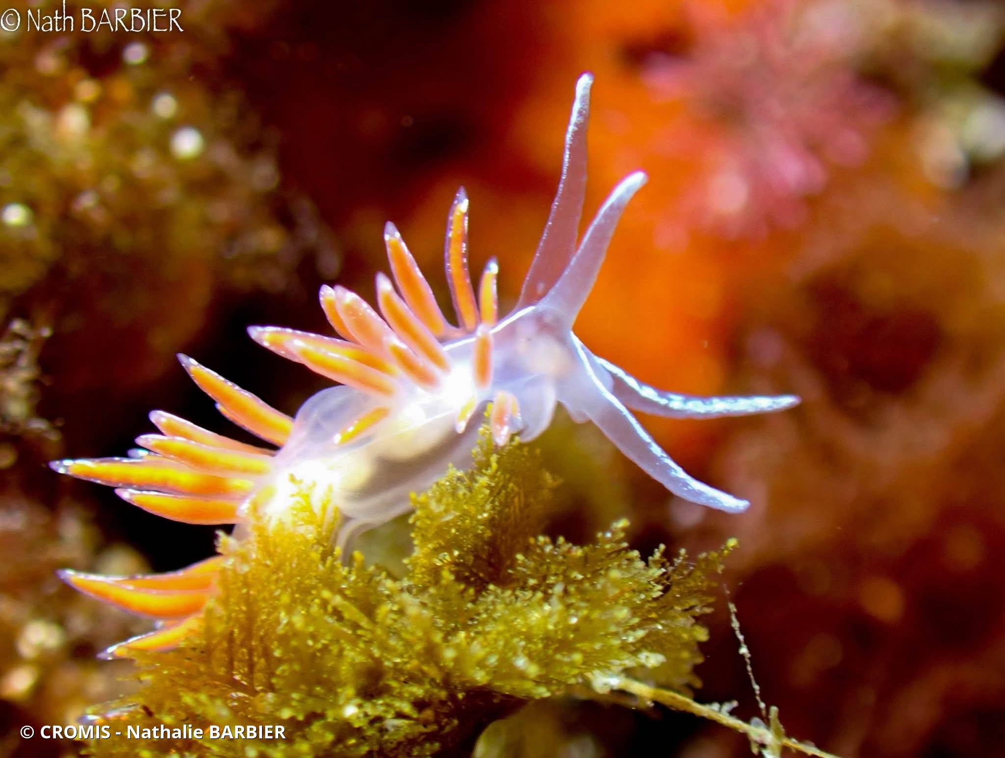 Coryphelle argentée