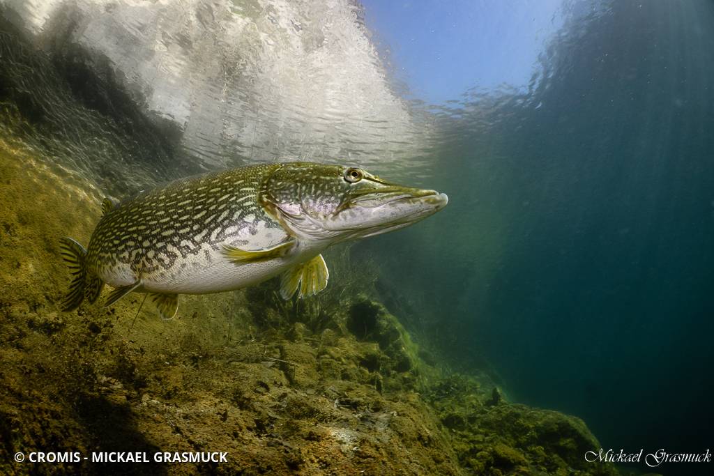 Brochet
