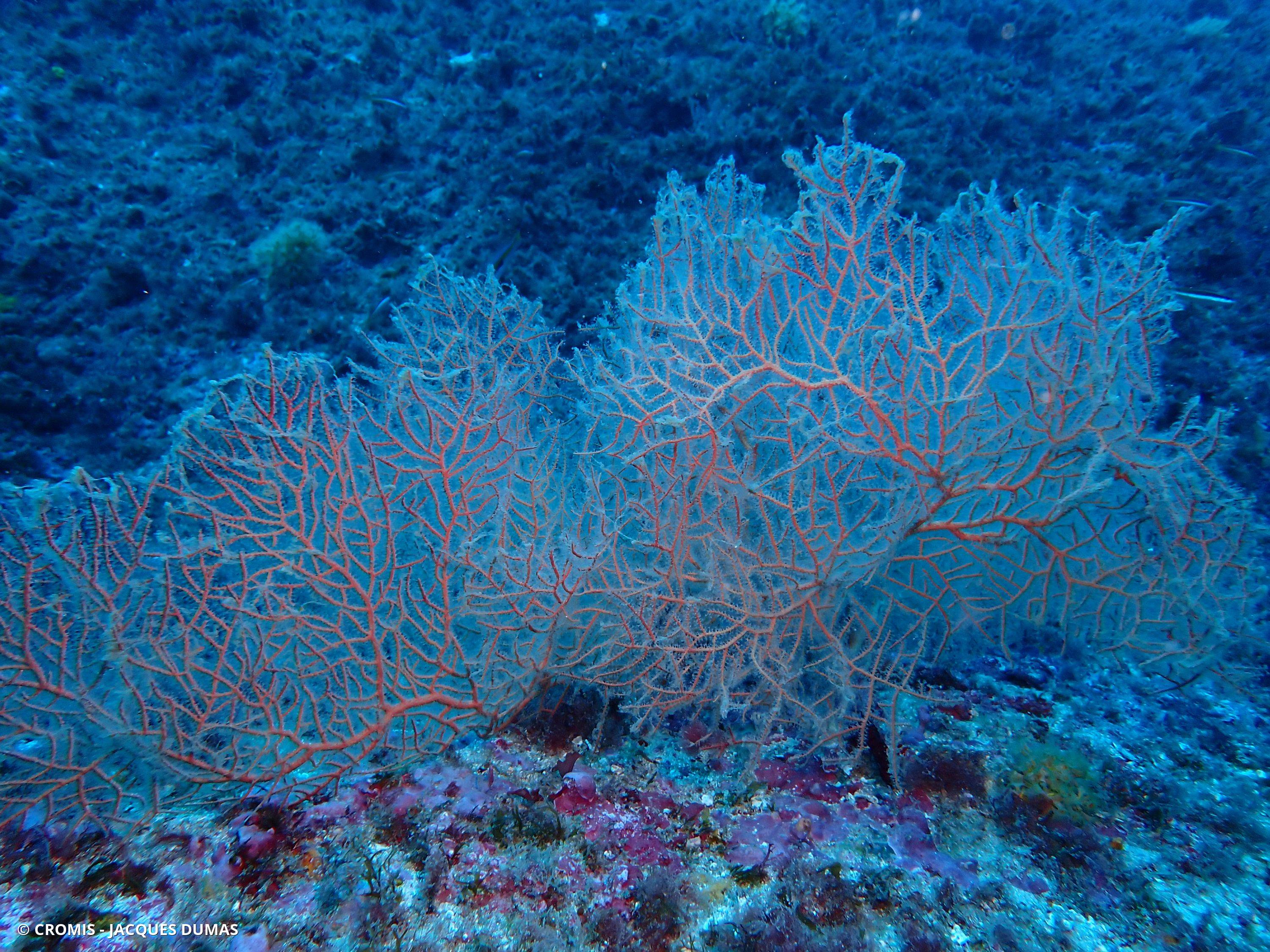 Gorgone orange