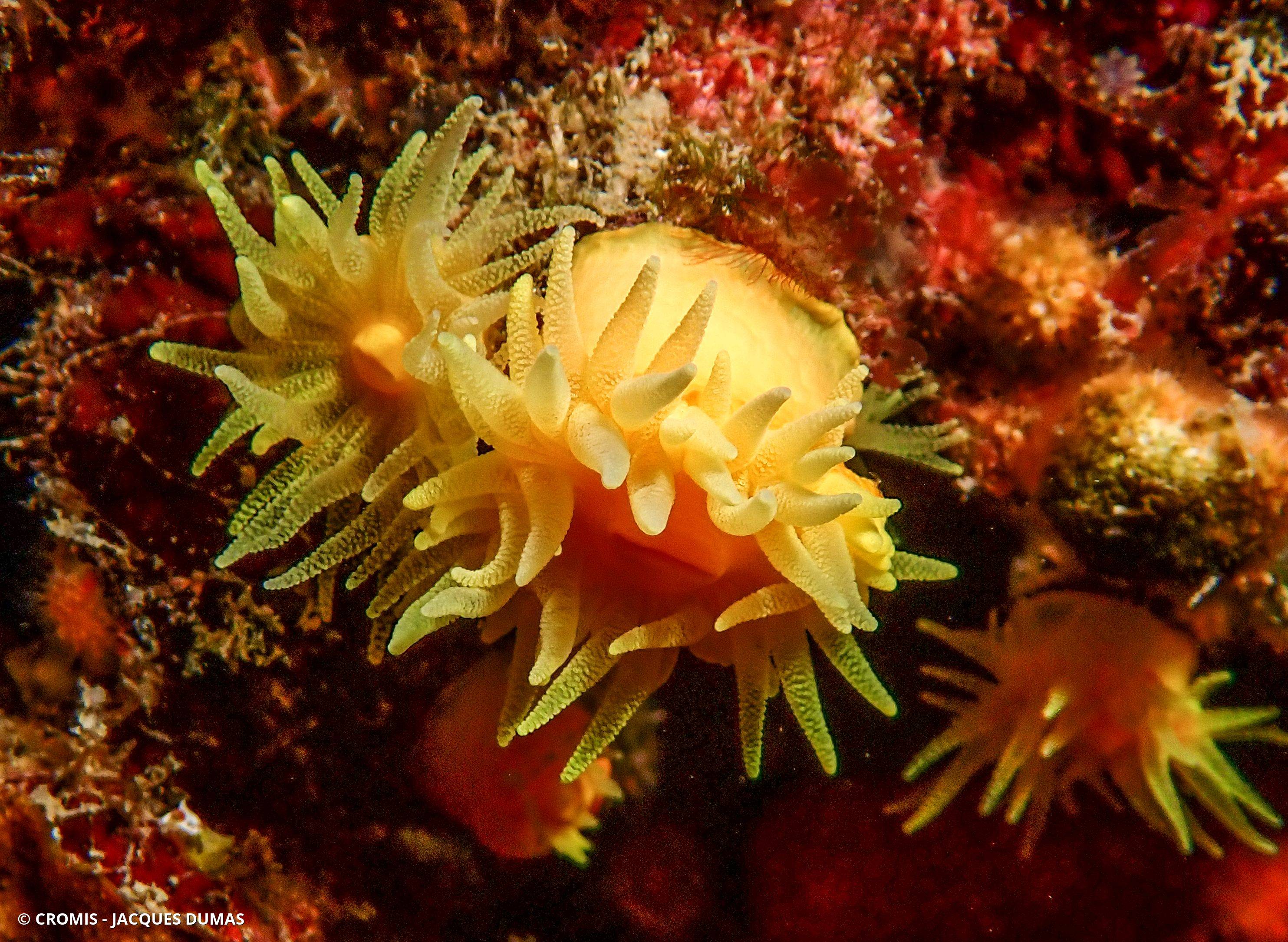 Corail jaune solitaire