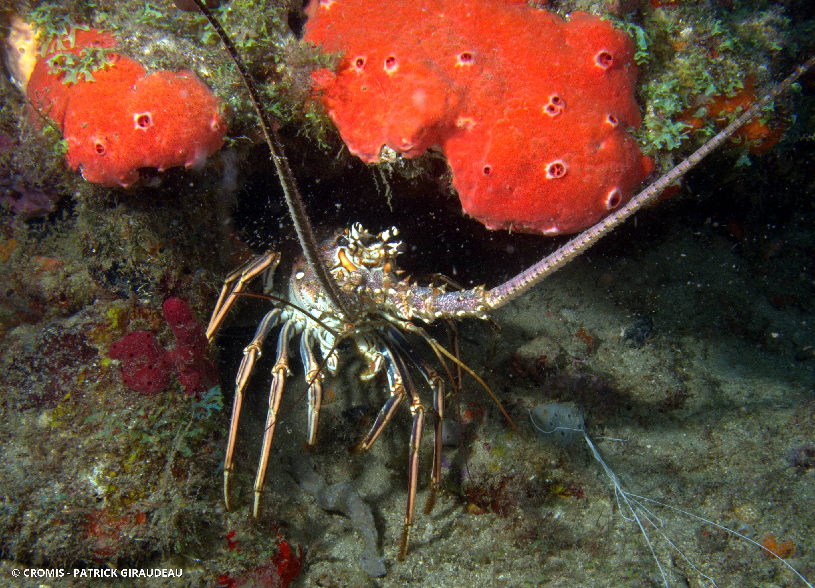 Langouste des Caraïbes
