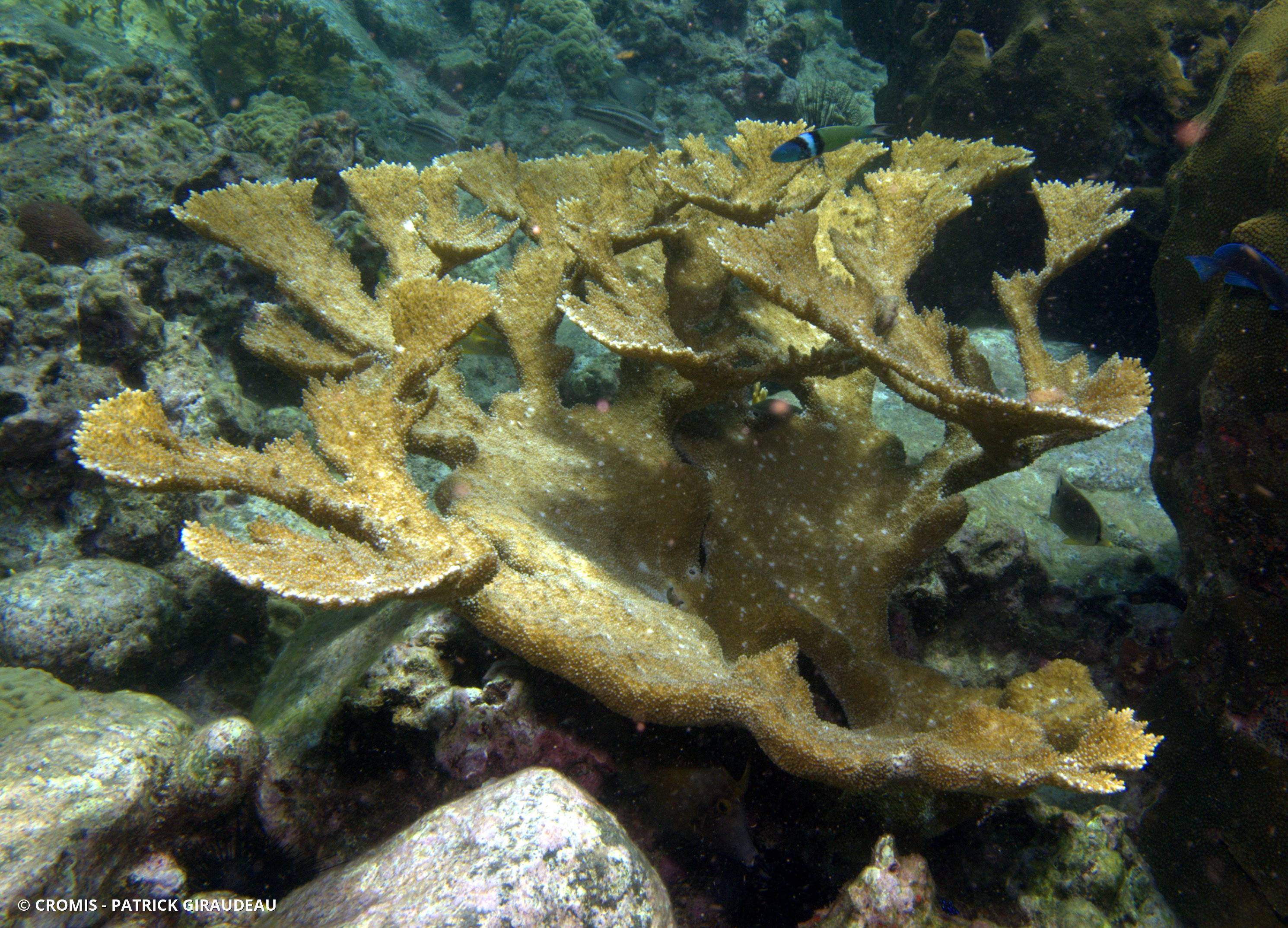 Corail corne d'élan