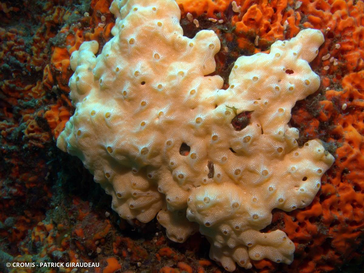 Didemnum conchyliatum