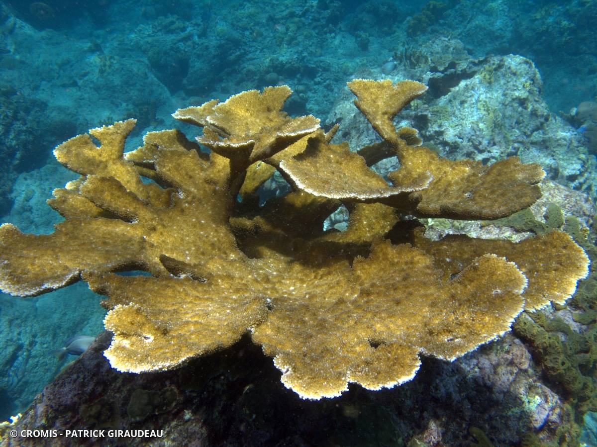 Corail corne d'élan