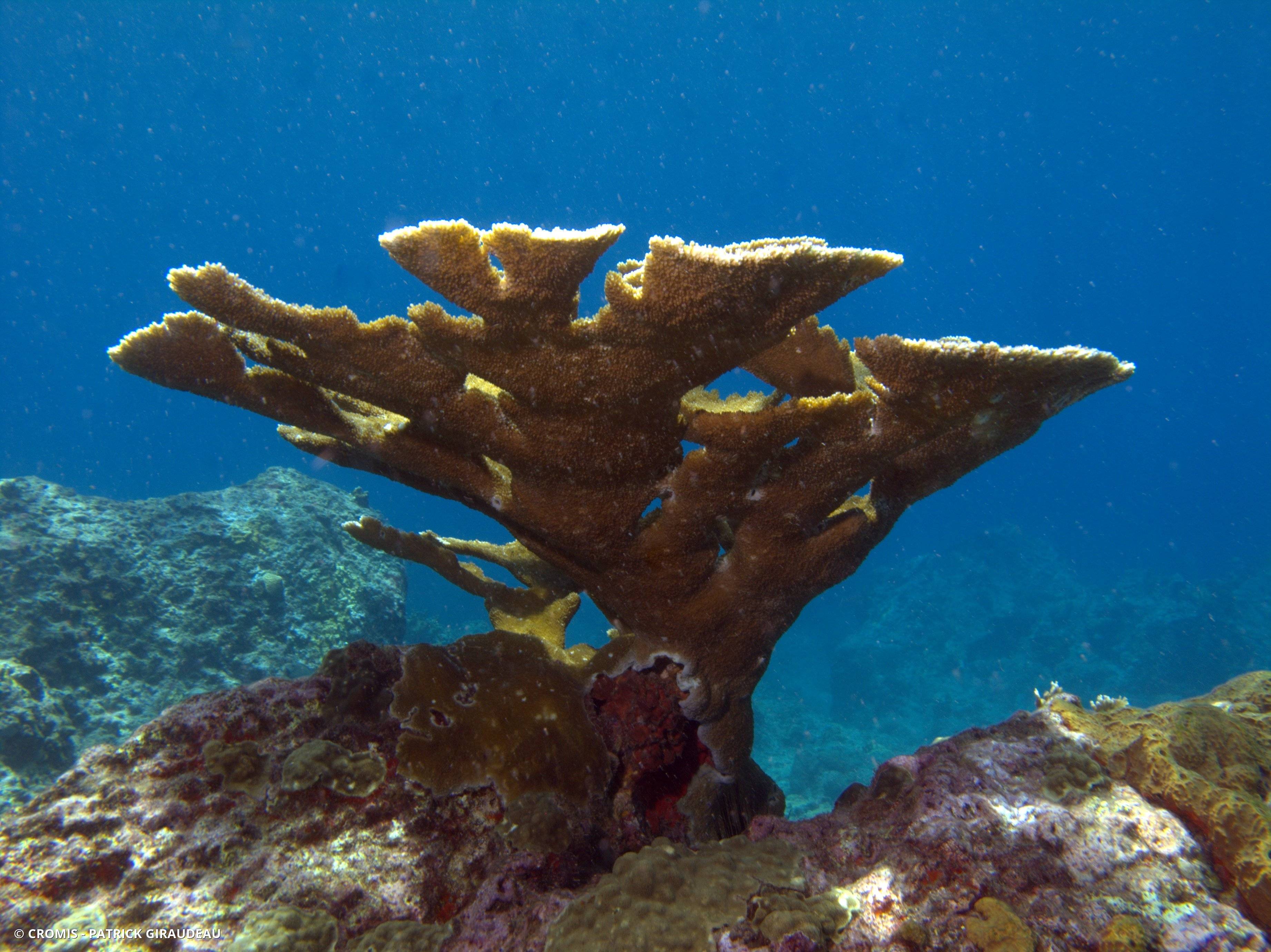 Corail corne d'élan