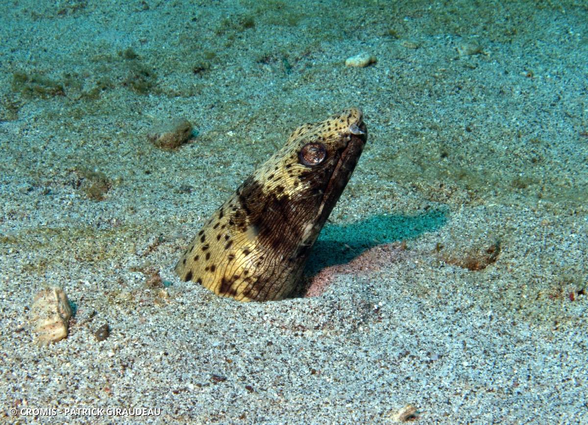 Serpenton tacheté
