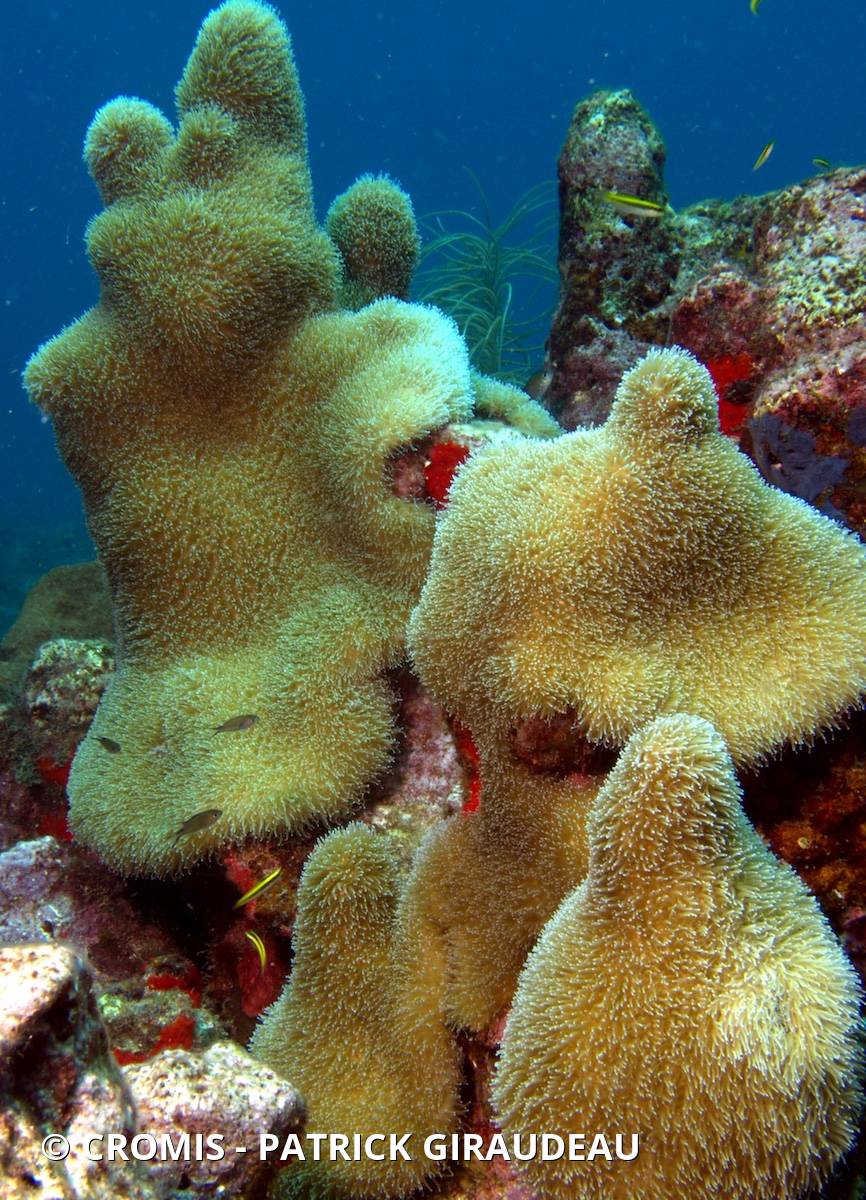 Corail cierge