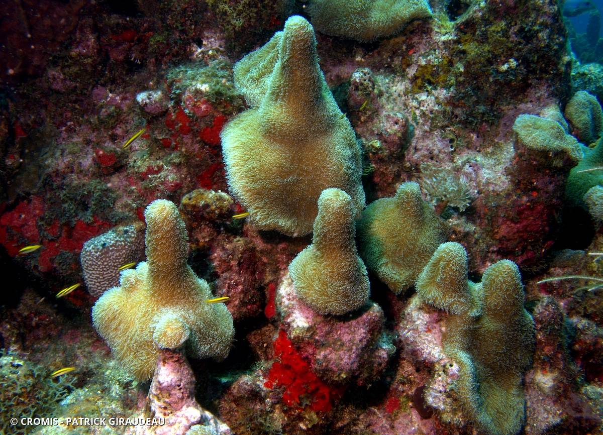 Corail cierge