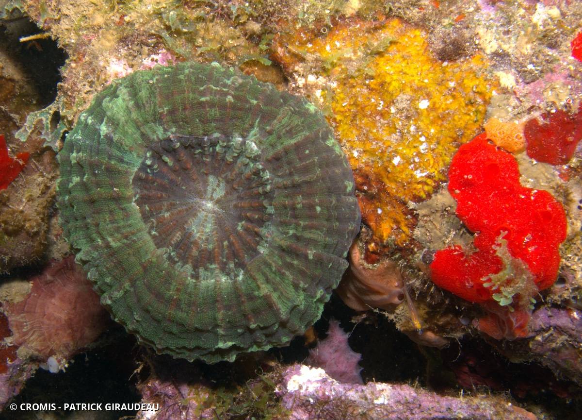 Corail coeur d'artichaut