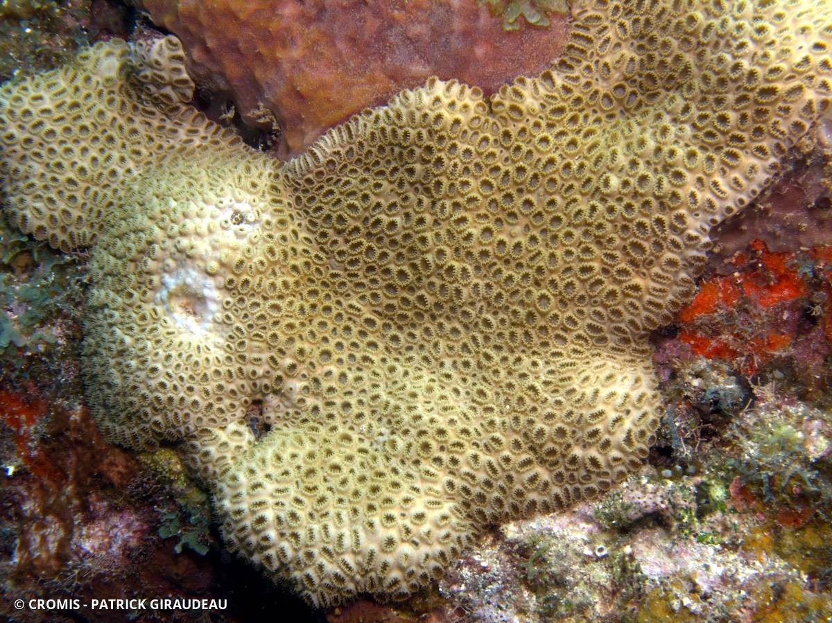 Zoanthaire caraïbe brun