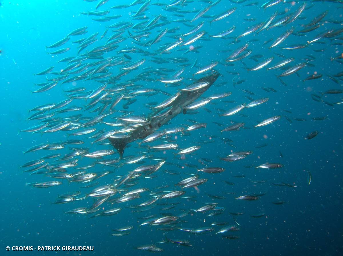 Grand barracuda