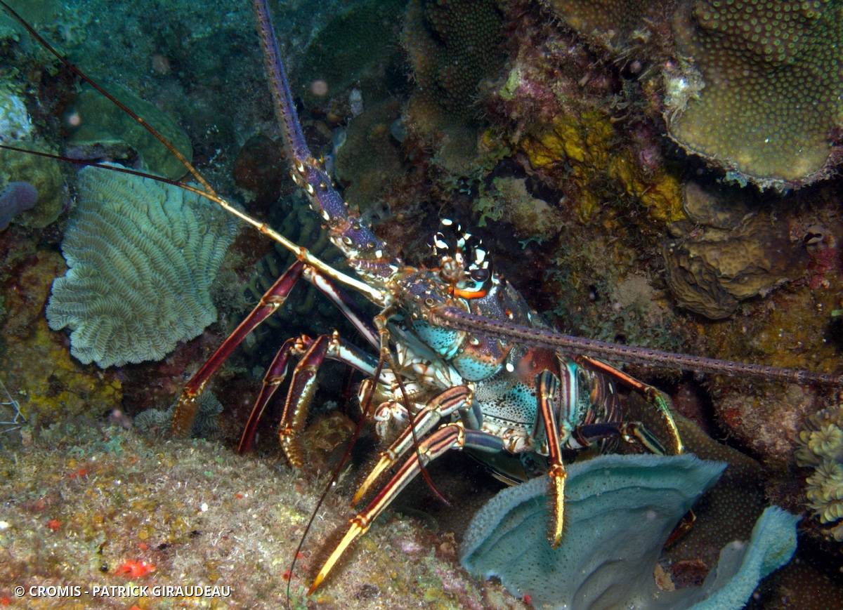 Langouste des Caraïbes