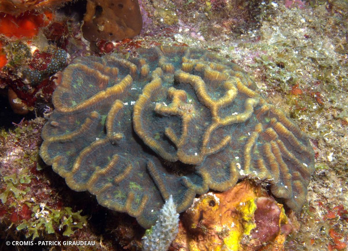Corail cactus rugueux