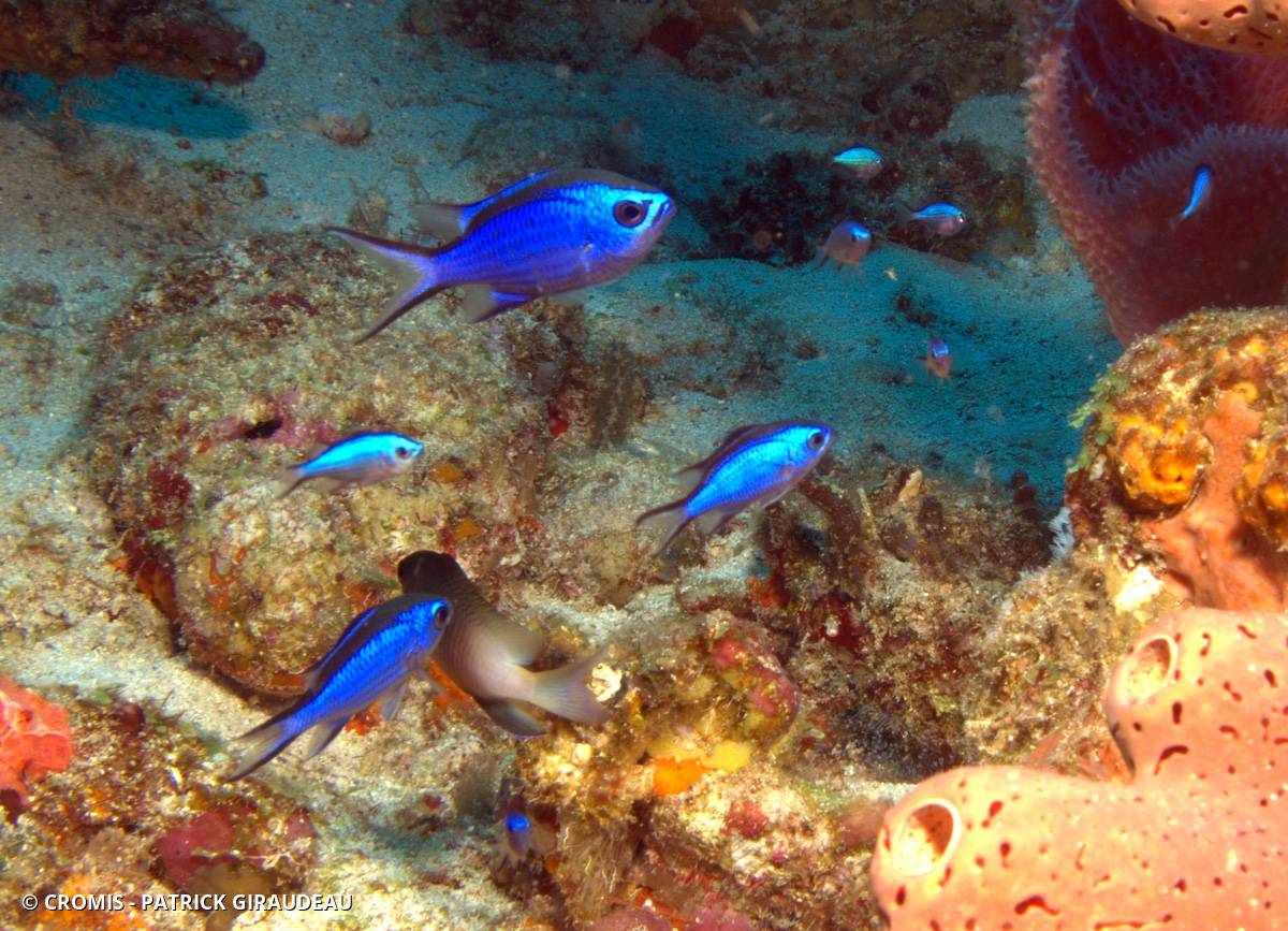 Castagnole bleue