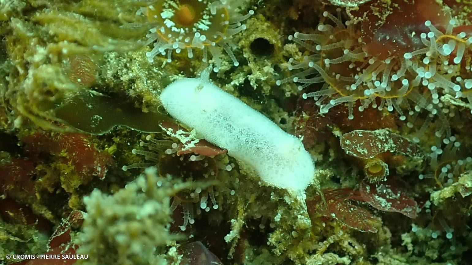 Jorunna blanche