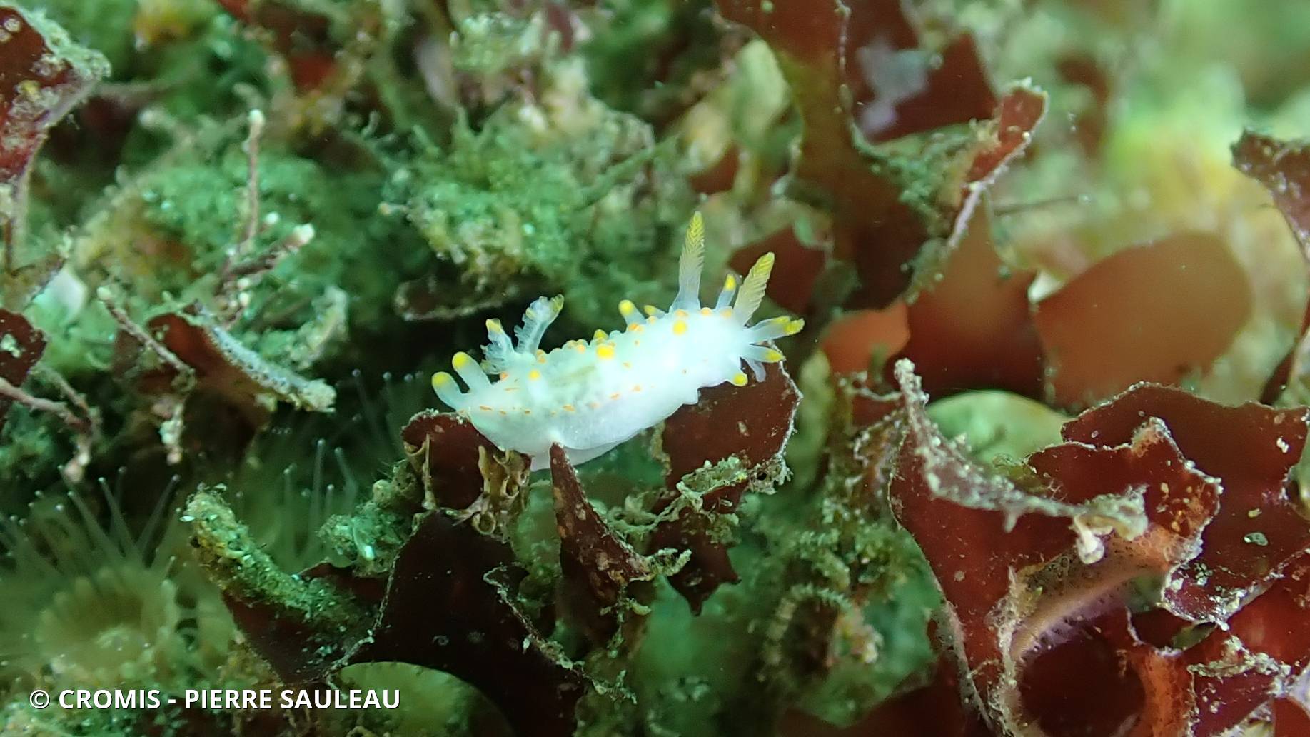 Limacia clavigère