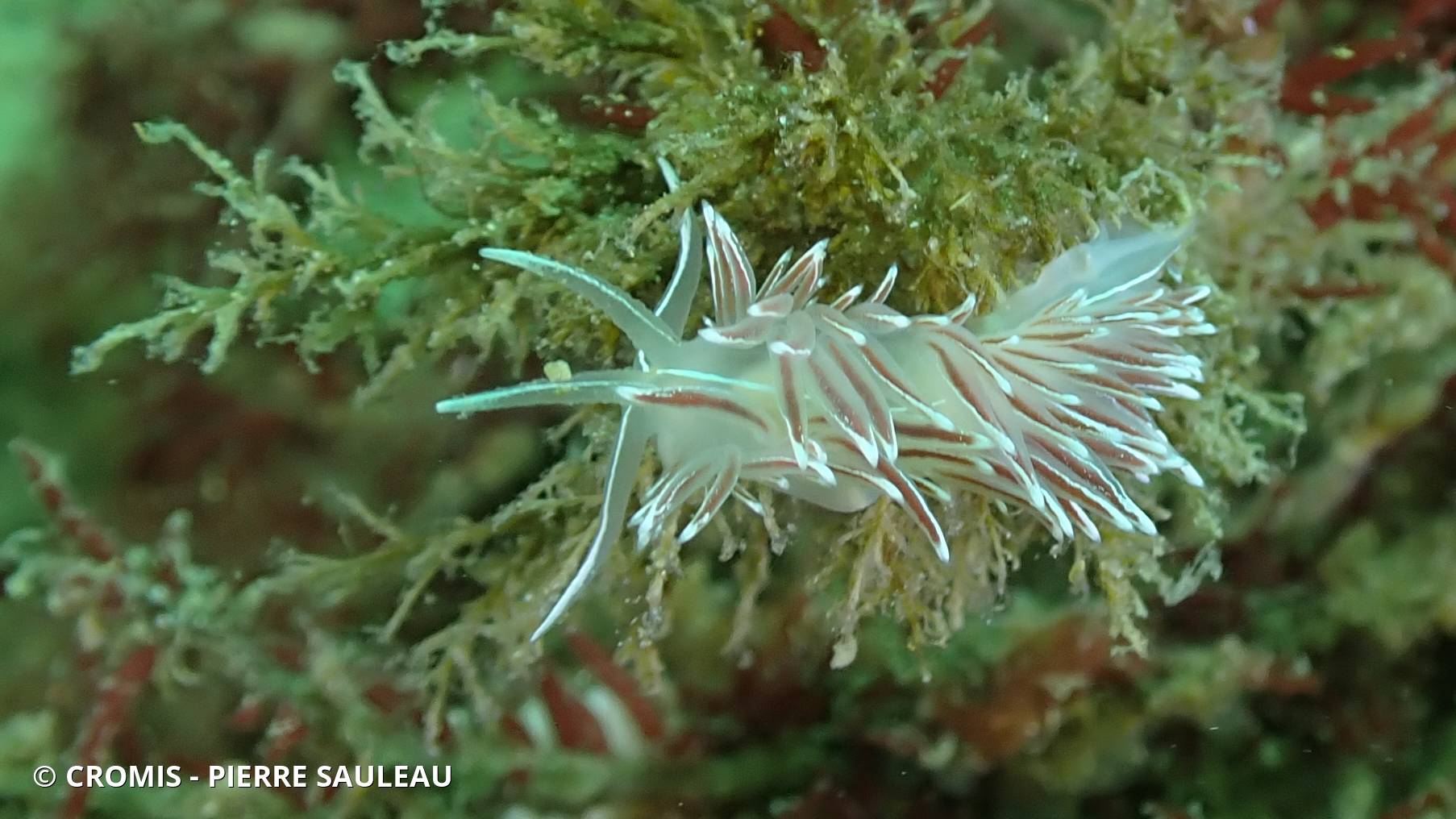 Coryphelle argentée