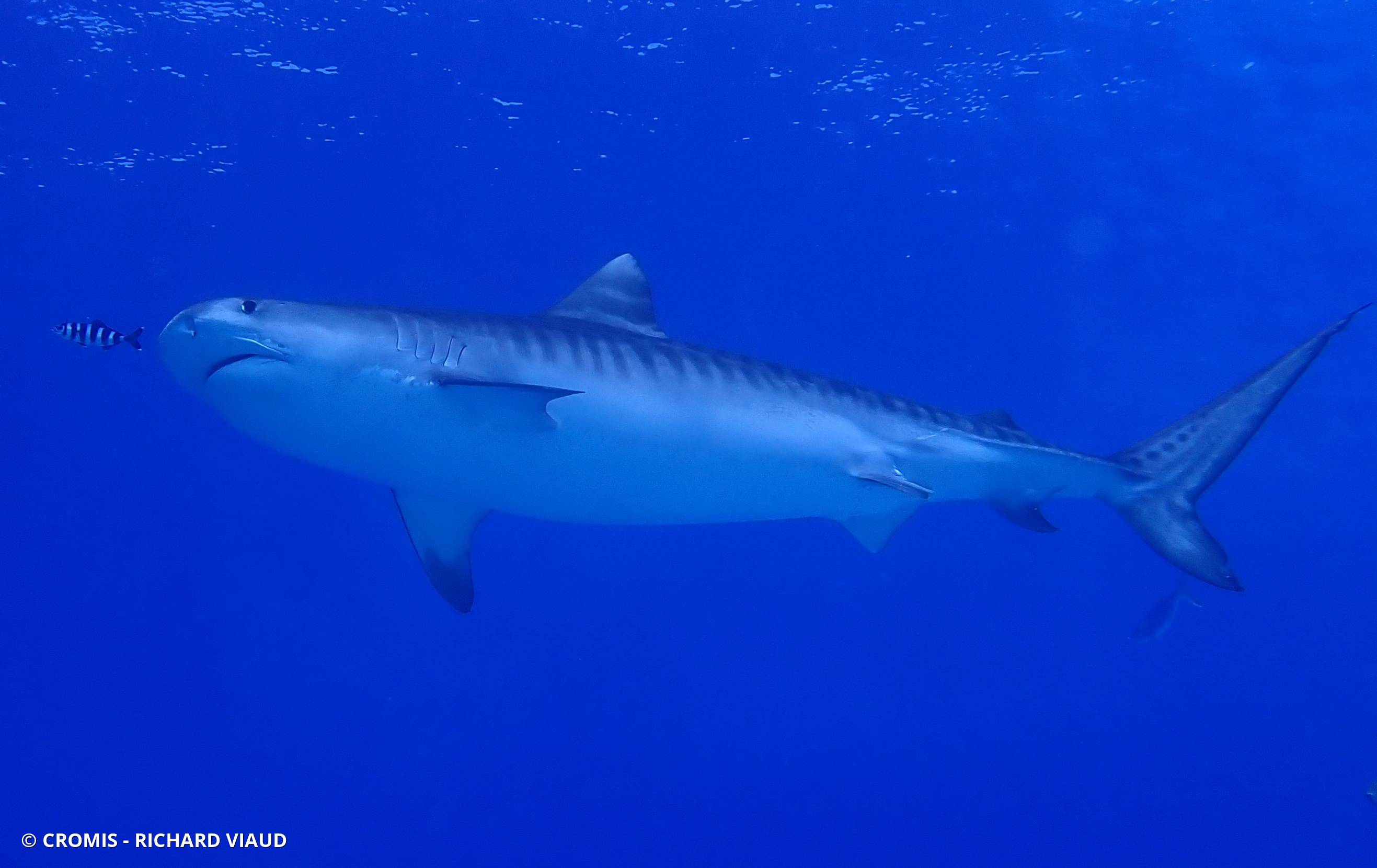Requin tigre