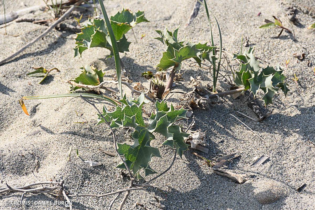 Panicaut de mer